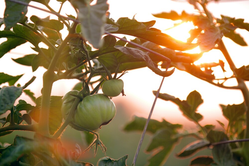 Understanding Your Garden’s Environment