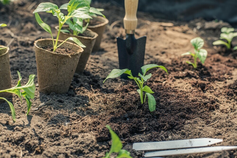 Seedling Transplanting